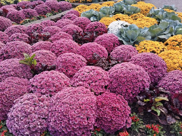 Cuisines toutes équipées : un design contemporain à découvrir